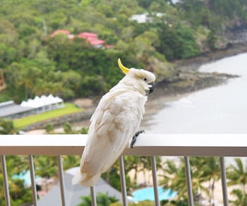 A cockatoo on the balcony railing in Hamilton