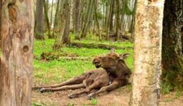 russia-visiting-moose