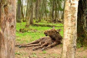 russia-visiting-moose
