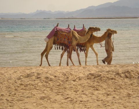 Camels walking on one of Soma Bay's beaches. W. Ruth Kozak Photos.