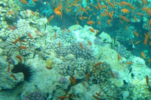 Looking through the glass-bottom boat on a cruise to see beds of red coral and sea-life below.