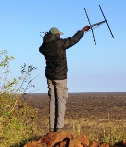 Gideon trying to pick up signals from free roaming radio collared leopards at AfriCat.