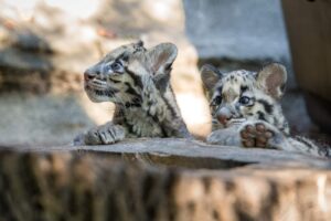 Leopard Cubs at Houston Zoo
