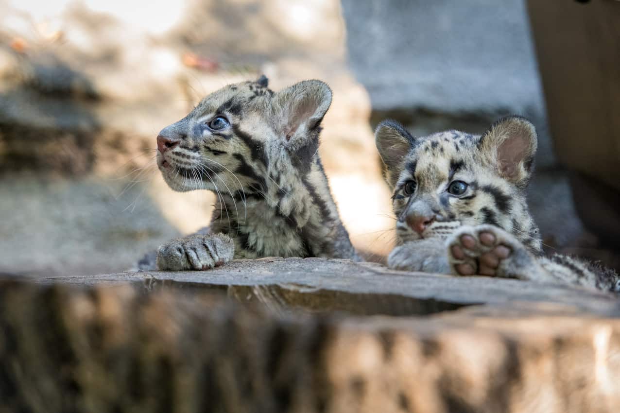 Leopard Cubs at Houston Zoo