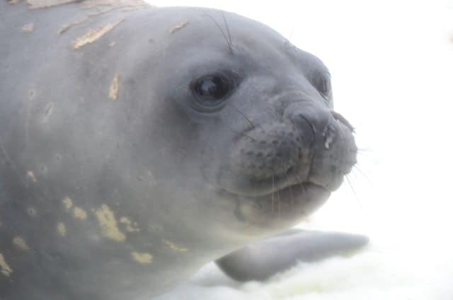 Seals are just as curious about humans as we are about them.