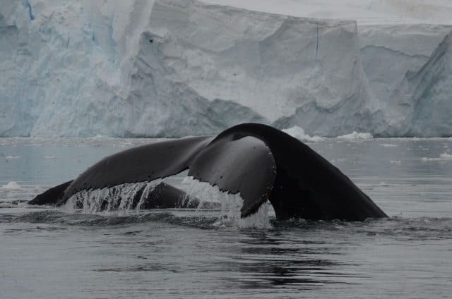 Whales are drawn to the nutrient rich waters of the Antarcctic oceans.