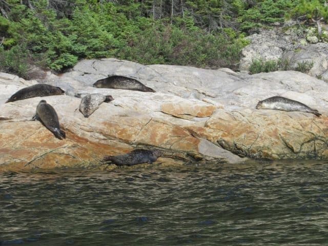Seals relaxing on the side of the mountain. 