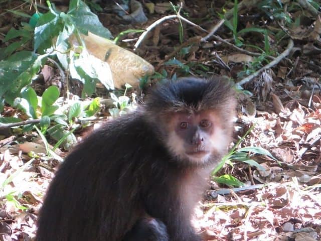 A Capuchin monkey in the park. 