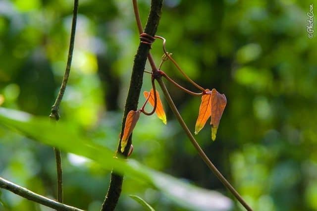 Simple yet beautiful floras along the way.