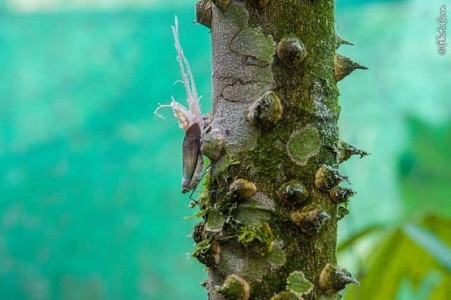 Appreciating nature in the Amazon Forest. 