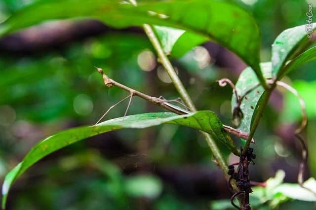 The walking stick -- not the one you may be used to.