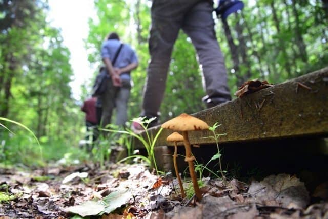 Estonia: Wandering through Soomaa National Park 3 Visit Estonia during their Soomaa Wild Berries and Mushroom Weekends in September for guided hikes with fungi experts. Bring a basket to harvest the bounty!