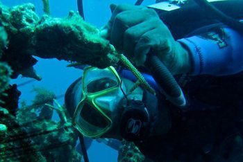 Ratty checking the coral garden