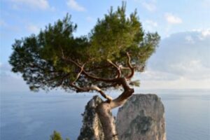 Capri, Italy: Holiday off the Coast of Naples capri-flora