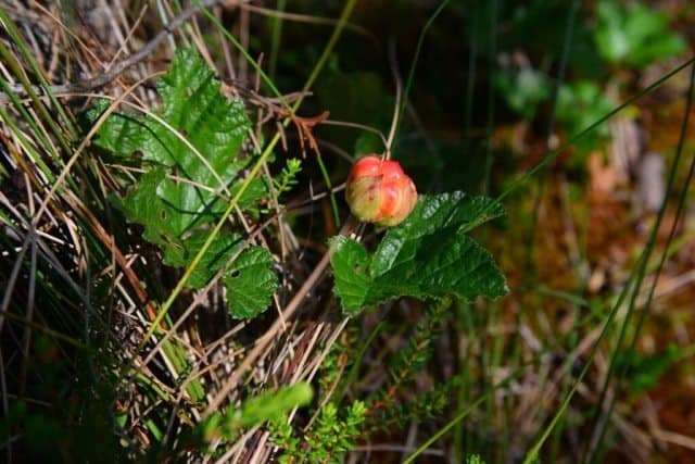 Estonia: Wandering through Soomaa National Park 5 You’ve probably never heard of a cloudberry but they are Estonia’s most treasured fruit. Only one berry grows per plant so they are a costly treat.