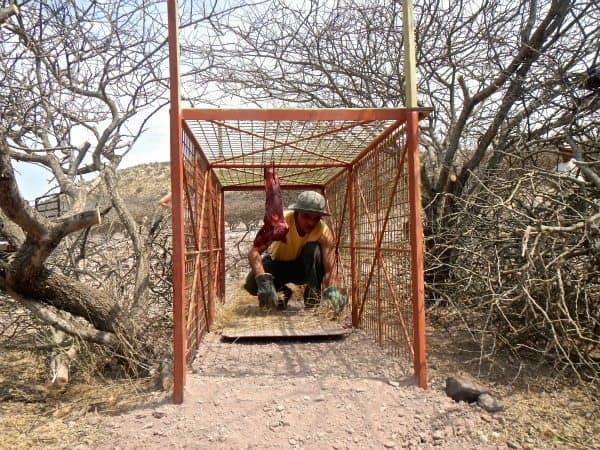 A trap used to catch leopards in Namibia.