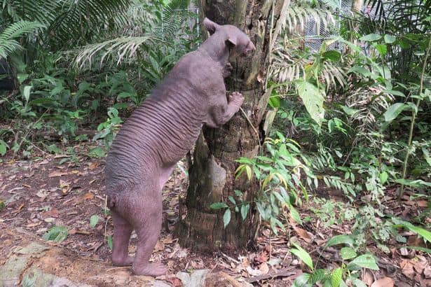 Cholita gets a new chance at life that was robbed from her as a cub. 