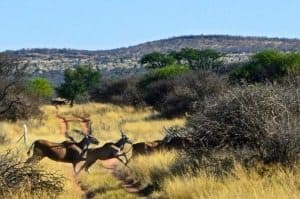 Some of the many species of antelope seen on our early the morning game count