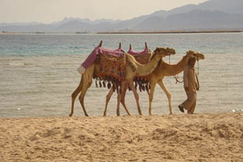 egypt exotic resorts