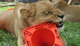 lionplays