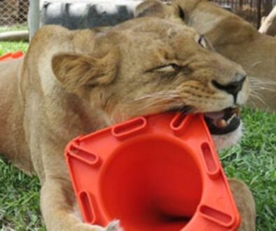 lionplays