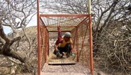baiting the boxtrap