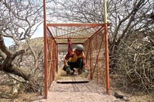 baiting the boxtrap
