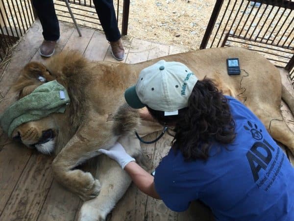 saving lions,colombia,peru