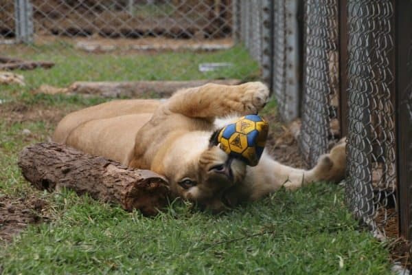 A Lioness becomes a lion again in her new life.