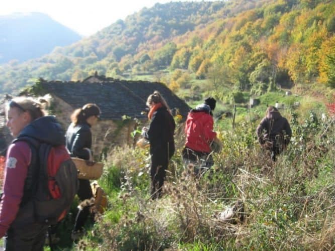 France: Exploring Cevennes Nat'l Park 4 Foraging for edible plants in Cevennes National Park, Languedoc-Roussillon, France. Ginger Warder photos.