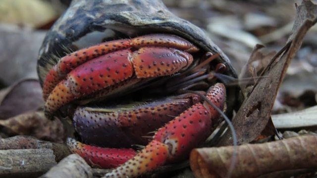 A hermit crab lying on Cinnamon Bay Nature Trail.