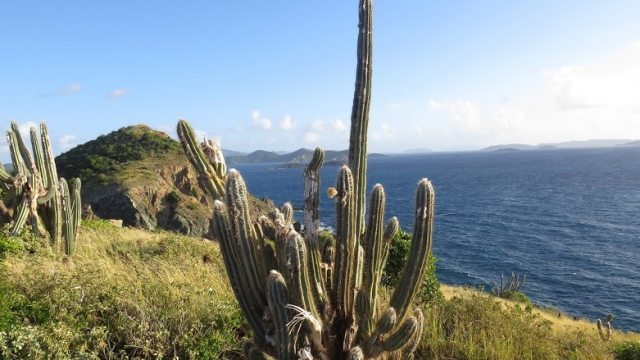 Cacti on Rams Head Trail.