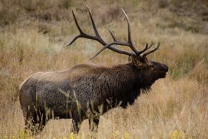 Bull elk bugling in Rocky Mountain National Park.