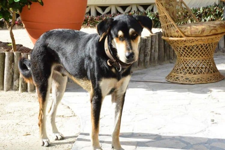 Rocky is a stray dog rescued by La Beliza Resort who enjoys greeting guests at the pier.
