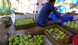 golden-apples
