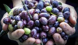 olives
