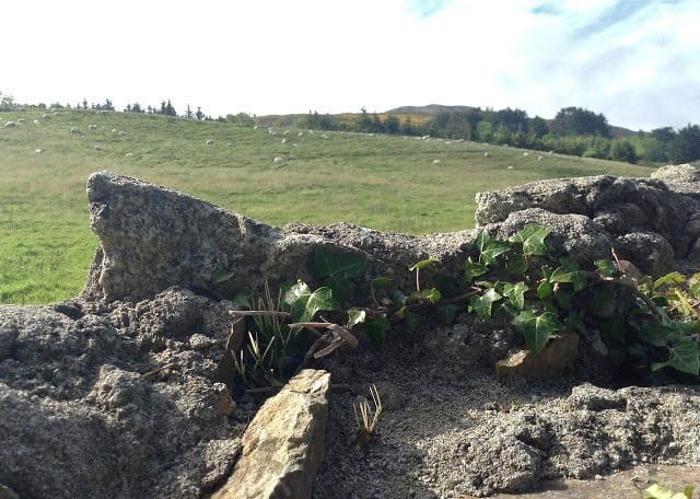 Cattle roams freely in the fields beyond a medieval stone wall.jpg