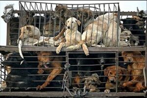 caged_dogs_