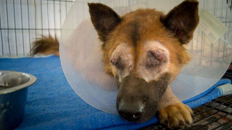 At just 3 years of age, Finch was blinded. Trying to survive on the streets, this beautiful boy was hit by a car, sustaining such serious injuries to both his eyes that he lost his sight. It is only thanks to people like you that he didn’t lose his life.