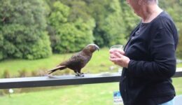 A Kaka bird in Wairarapa New Zealand. Read about this wonderful part of the South Island in this feature.