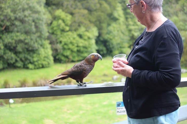 Begging Kaka at Mt Bruce Wildlife Centre