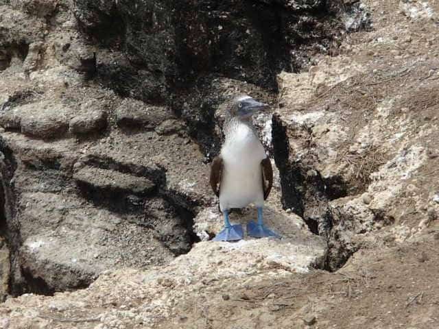 Ecuador: Boobys and More on Isla de la Plata 4 Blue Footed Booby.