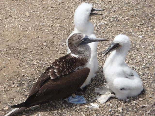 Ecuador: Boobys and More on Isla de la Plata 1 A family of boobys on Isla de la Plata, Ecuador. Aileen Friedman photos.