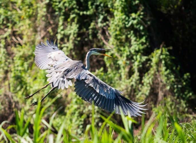 Pantanal Wildlife