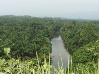 Palm oil plantations in Northern Sumatra.