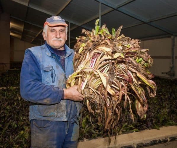 Tenuta farm, The kings of Radicchio.