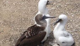 ecuador-boobys