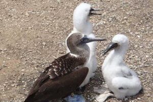 Ecuador: Boobys and More on Isla de la Plata ecuador-boobys