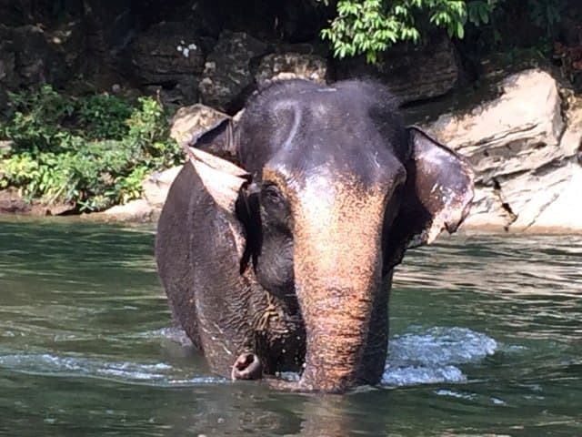 Elephants from Conservation Response Unit the jungle of Northern Sumatra, Indonesia. Sue Sanders photos.