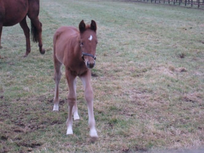 A colt in Newmarket.